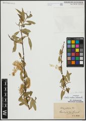 Foto von Salix alba L. x Salix fragilis L.